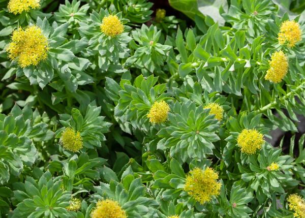 rhodiola